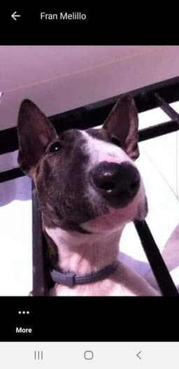 mollybull