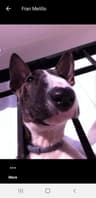 mollybull profile picture