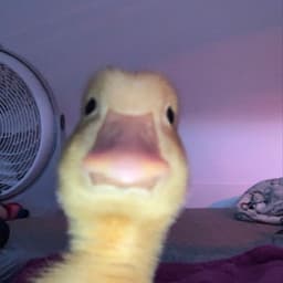 peachyffl