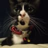 FarahPaIn profile picture