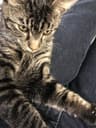 Abroho profile picture