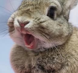 Cutebunny