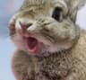 Cutebunny profile picture