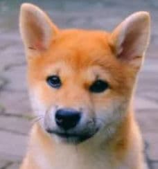 smoothie93