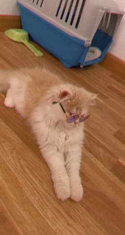 kittythecat