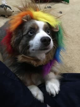 strozzie
