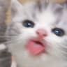buysomecereal profile picture