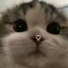 amirhafizz profile picture