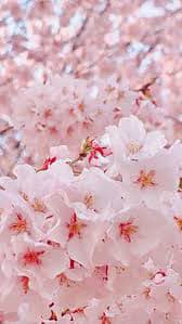 Skincarewithcherry
