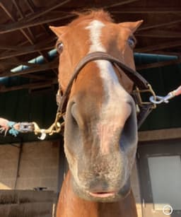 EquineSkin