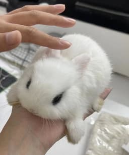 bunnnyfangz