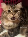 meowrr profile picture