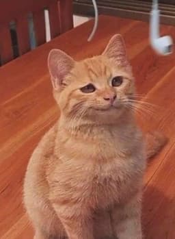meowieee
