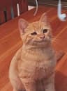 meowieee profile picture