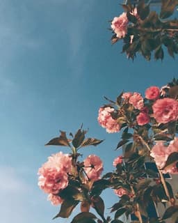 yyana