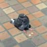 Pigeon profile picture