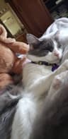 bunnycat profile picture