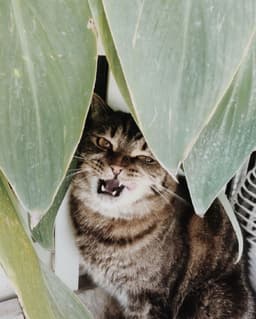 asomoe