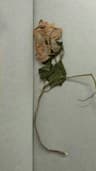 Neha14 user profile picture