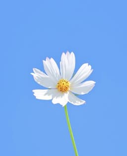 elizabeth