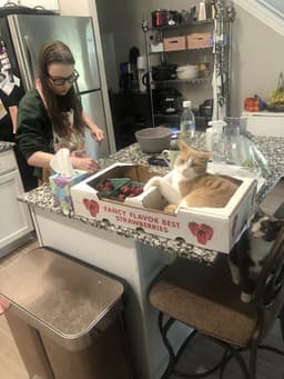 catscats00