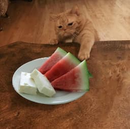 PickyKittens