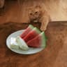 PickyKittens profile picture