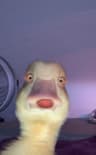 jihgooye profile picture