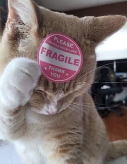 cybercatdream