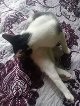 syuhadazzks