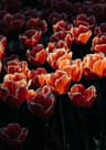 Skeletonflower user profile picture