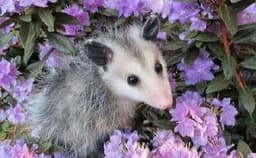 KukiCat