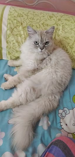 Bilkiss